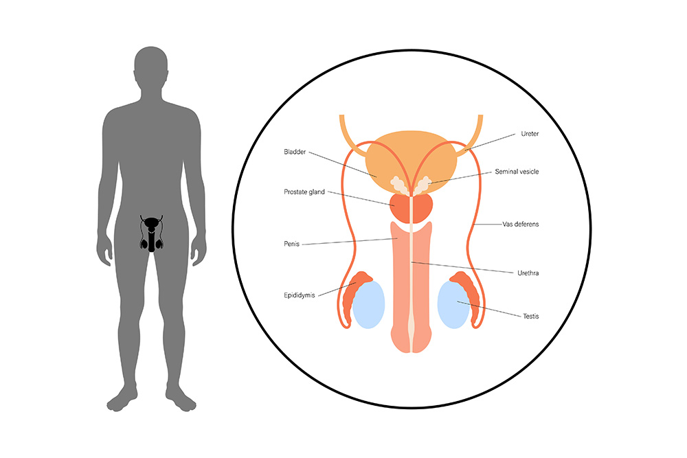 Male Reproductive System Treatments